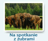 Spotkanie z żubrami